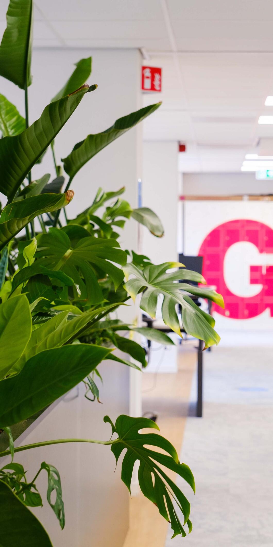 Foto van het landelijk bureau met veel planten links, bureaus rechts en het logo van GroenLinks op de achterwand.