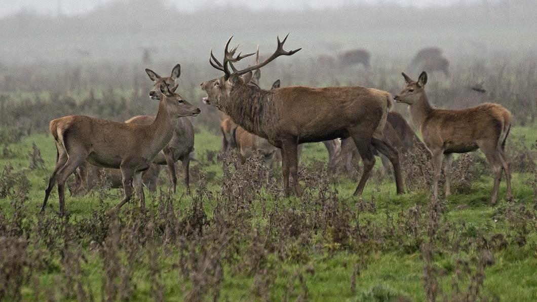 Edelherten Oostvaardersplassen