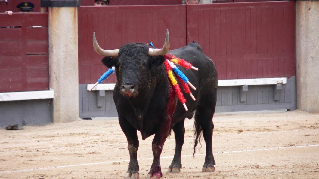 Toroencorrida.JPG