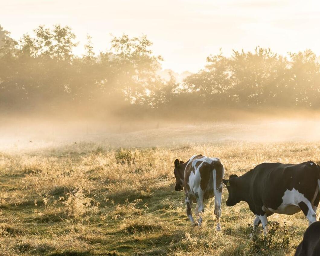 Zonnestralen over een weide