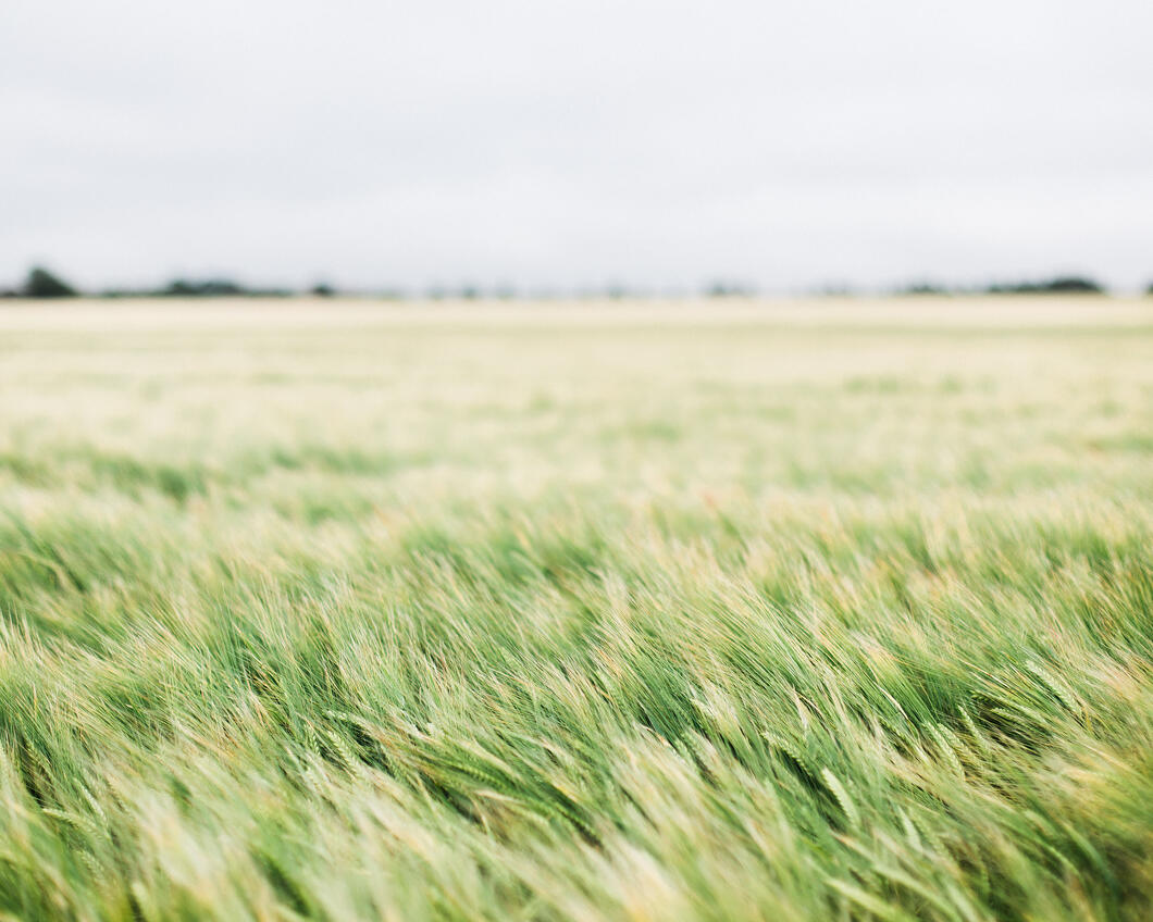 Veld met wuivend gras