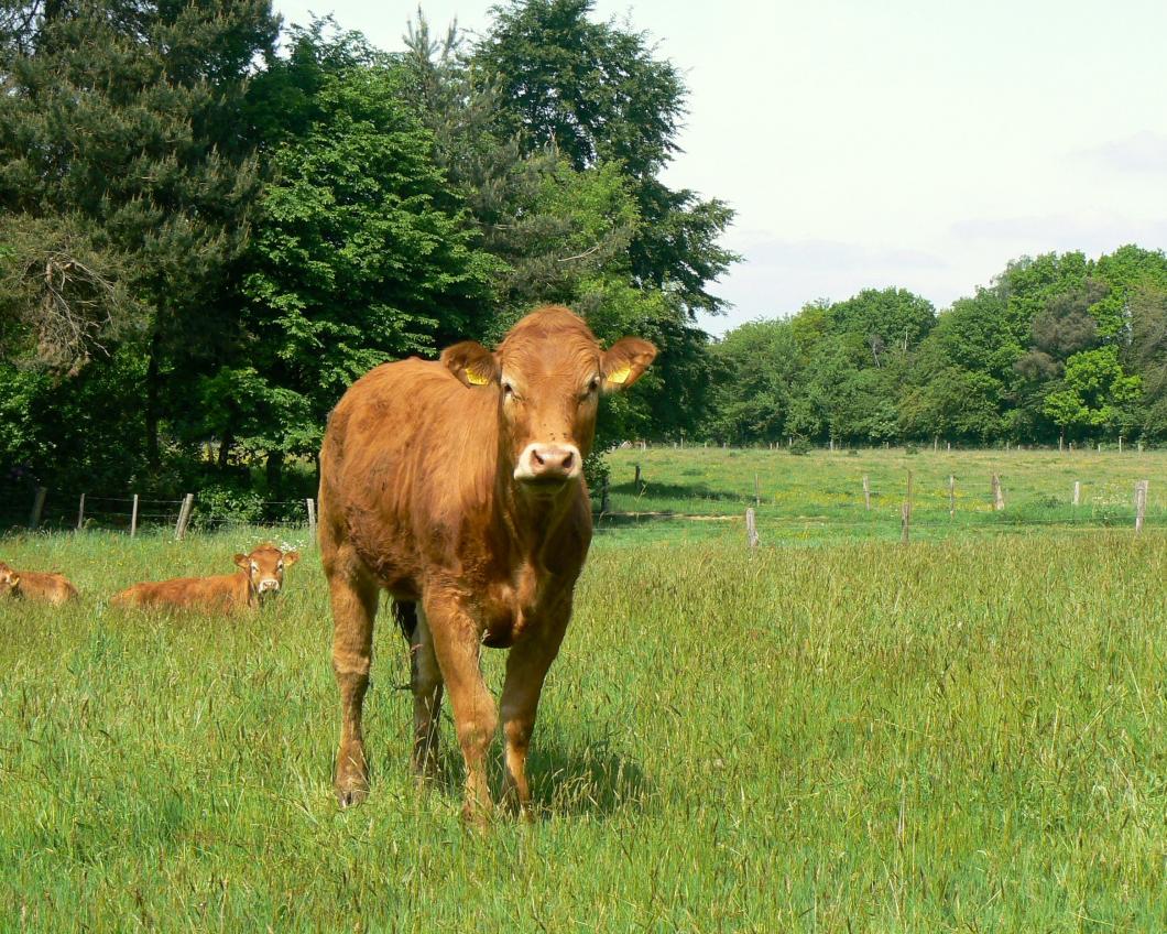 Een koe hoort in de wei.jpg