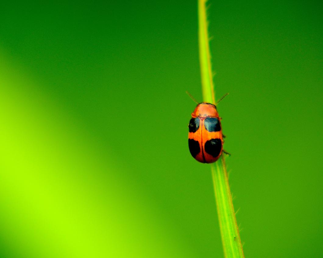 neenu-vimalkumar-544090-unsplash (1).jpg