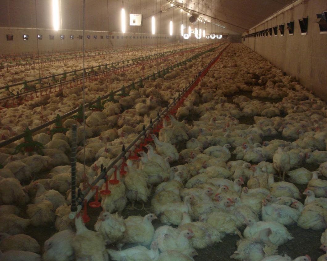 plofkipstal - foto Wakker Dier.jpg