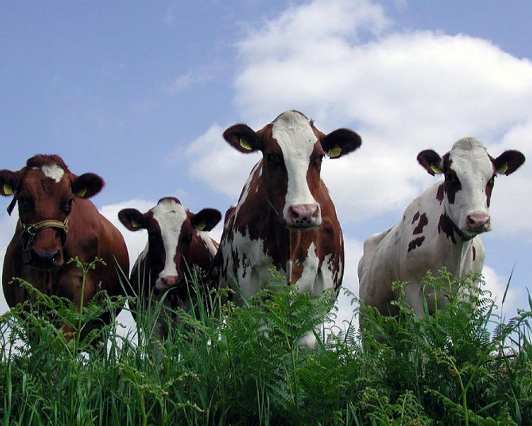 Koeien in de wei .jpg