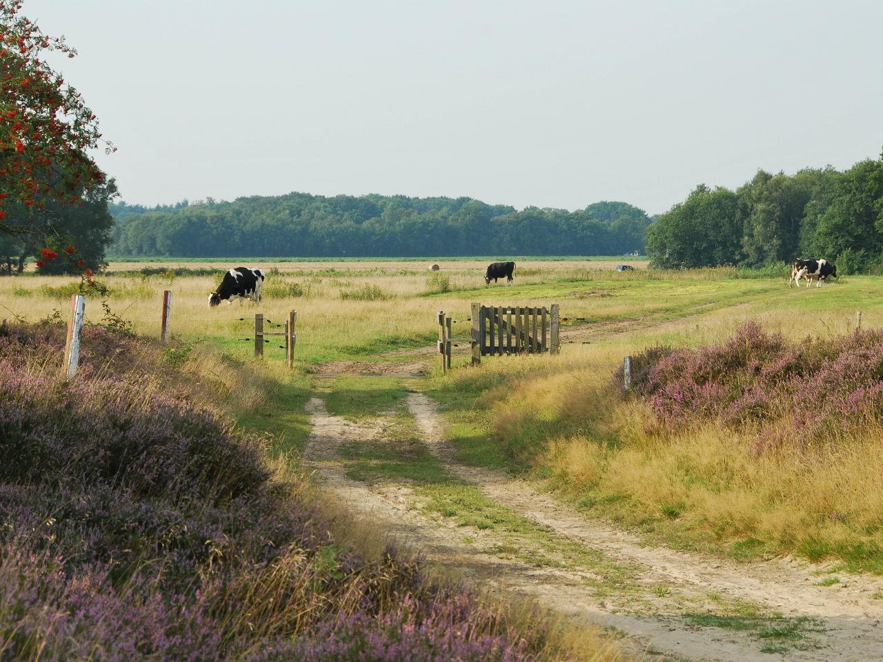 Het Balloërveld in Drenthe